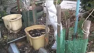 АКТИНИДИИ укрытие на зиму