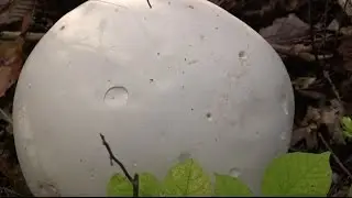 How to Identify and Eat White Puffball Mushrooms