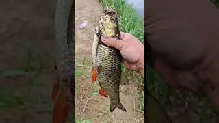 Голавль на майского жука