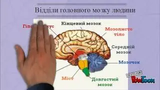 головний мозок