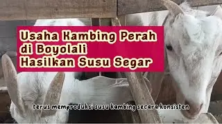 INSPIRASI USAHA TERNAK SUSU KAMBING DARI BOYOLALI || INFO TANI