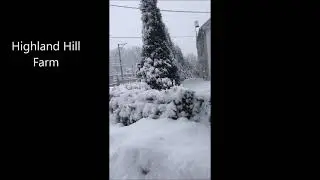 Our Green Giants    Are A Snow Hardy Arborvitae