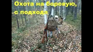 Охота на боровую с подхода осенью.
