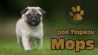 MOPS | O PLEMENU