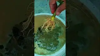 Hoq To Grow Desert Rose Plant  From Cuttings 
