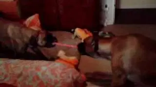 urko et bao corde.3gp