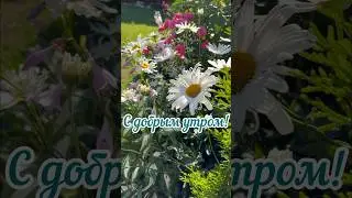 Мой канал в телеграмме «Цветули у Светули» 👉 https://t.me/tsvetuliuSvetuli #идеидлясада #цветы