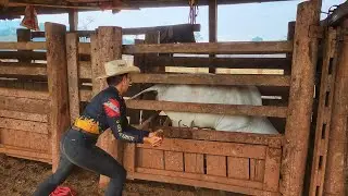 O BEZERRO TAVA PARA MORRER DE FOME! Tivemos que intervir.