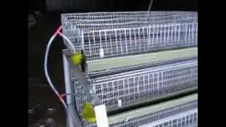 клетка для перепелов трапеция