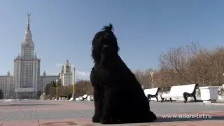 Как устроен мир, РЧТ на Рен ТВ * How works the world, BRT on Ren TV