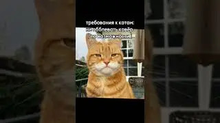 Мемас котики #мем #мемы #meme #мемасы #мемас #мемы_тикток #memes #жиза #тикток #shorts #кринж #рек
