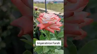 Impératrice Farah Rose #shorts