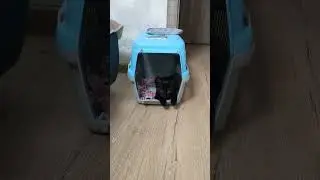 Охотничек, полуночный охотничек. 