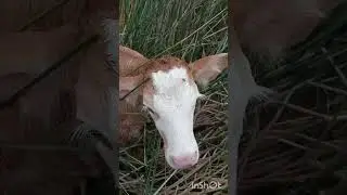 Искали до обеда.