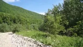 Звуки леса: пение птиц, Пшада.