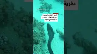 فتح فكّيه بطريقة عجيبة.. غواص في مصر يوثق كائنًا بحريًا أثار دهشة الملايين عبر الإنترنت