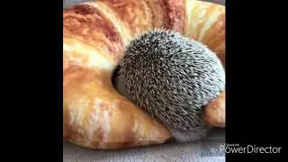 Funny animals look in the description down below