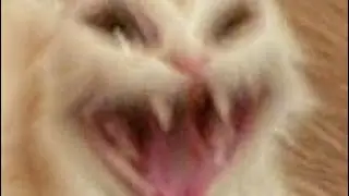 Mr. Blue Sky but every note is a perfectly cut scream