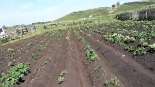 Картофельное поле после окучивания дисковыми окучниками.