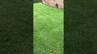 NO MOW MAY - cut and uncut