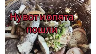ПОШЛИ ОПЯТА, ГРИБЫ 2023.