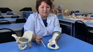 Анатомия костей тазового пояса