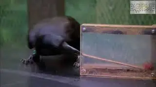 Вы не поверите насколько разумны птицы! Это просто шок!