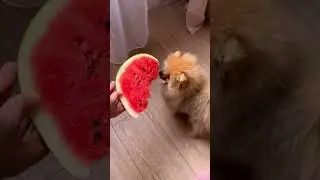 Шпиц и арбуз #шпиц #шпицуля #арбуз #собака #собаки #юмор #животные