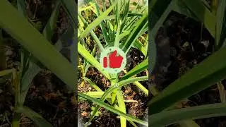 ЖЕЛТЫЙ ЛИСТ УХОДИ С ЧЕСНОКА! ПОДКОРМКА НА ТОЛСТОМ СТВОЛЕ БОЛЬШАЯ ГОЛОВКА #огород