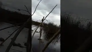 Открытие охоты на селезня 2024 #hunting #охота #природа #birds #селезнь #выстрел #утка