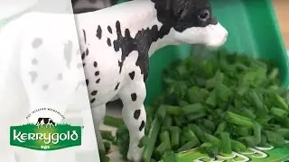 Kerrygold Butterkönig 2016