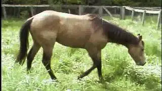 Spud Trotting