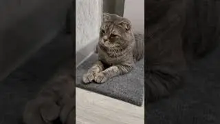 #cat