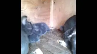 Кролики ВЕНСКИЙ ГОЛУБОЙ
