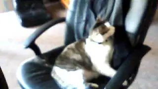 My cat wont give me my chair back!