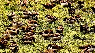 Flock Of Sparrows - Natural Bird Sounds For House Cats