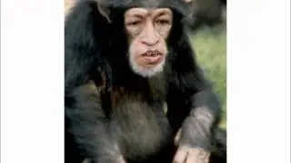 El Mono Hablando Del Terremoto En RD