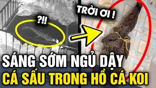 Sáng sớm THỨC DẬY, chủ nhà hốt hoảng phát hiện CON CÁ SẤU LẠ bò vào hồ cá koi ở Lào Cai | Tin 3 Phút