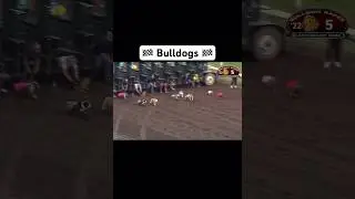 🏁 Bulldogs away 🏁 #Shorts #FYP #GoViral #DogLover
