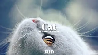 Domestic cat animal fhd video @4kuhdvideos722