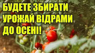 ДЛЯ ТОМАТІВ КРАЩЕ ЦЬОГО ДОБРИВА НЕ ІСНУЄ! Врожай Томатів Збиратимете Відрами