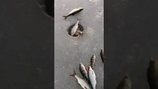 ice fishing in Latvia. #icefishing #perch #river #rouch #bream #riverfishing #nature #pike #forest