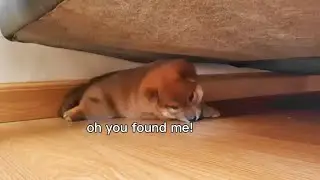 Potato discovered under the sofa! New trouble incoming!
