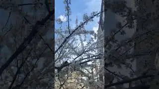 Garun e batsvel