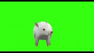 RAT WHITE #11  || GREEN SCREEN || 4k || ANIMATION  || FREE 3D