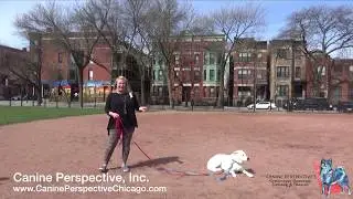 Testimonial On Social Distance Dog Training - Does It Work? 'It's Been Life Changing!'