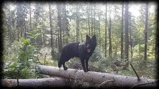 Owczarek niemiecki AJRON Wilcza Krew [ SIERPIEŃ 2019 ]