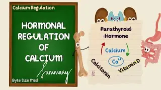Hormonal Regulation of Calcium | Summary | Endocrine Physiology