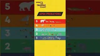 EXPLAINED: The Order Of The Food Chain / Trophic Levels #foodchain #naturalsciences #education #fun
