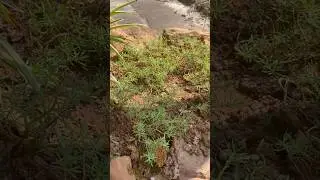 Hoa mười giờ mix #4 #hoamuoigio #hoamườigiờ #hoa10h